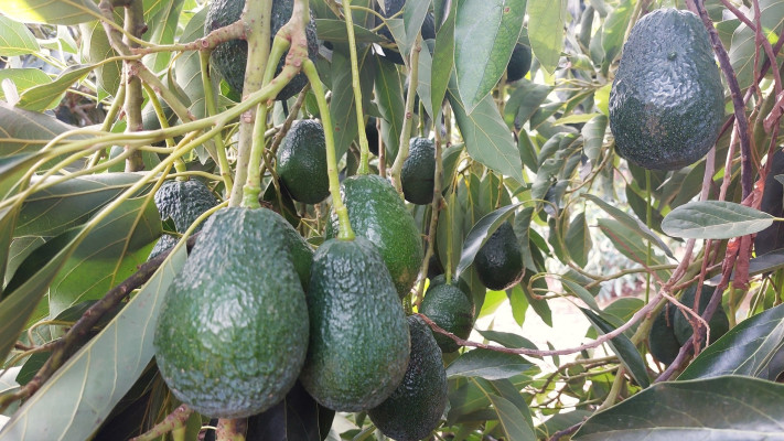 אבוקדו מזן BL בחוות מחקר מטעים, מו''פ צפון עמק החולה (צילום: מו''פ צפון)