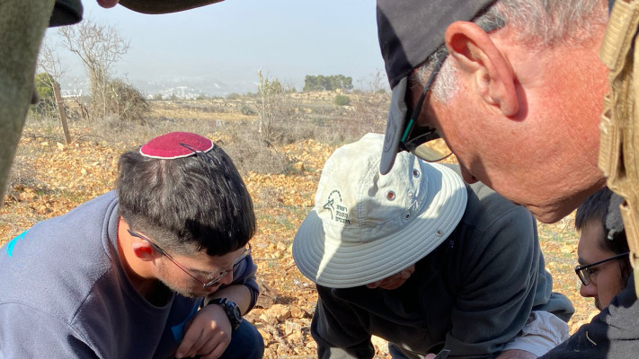 צבוע כפר עציון (צילום: בית ספר שדה כפר עציון)