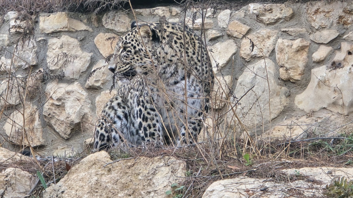 נמר פרסי בגן החיות התנכי  (צילום: אוריאל נורי)