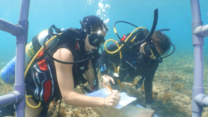 ניטור בים התיכון 