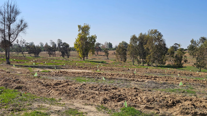 יער ''חרבות ברזל'' 