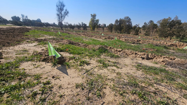 יער ''חרבות ברזל'' 