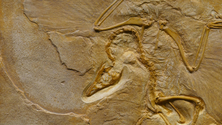 מאובן בפארק אלמוטל (צילום: pexels marcusl)
