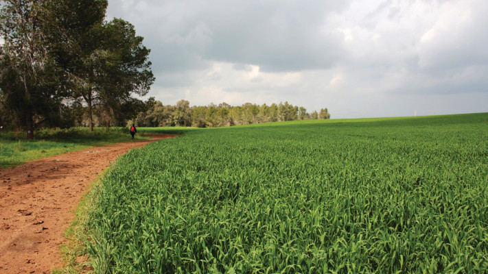 יער יד מרדכי לפני המלחמה