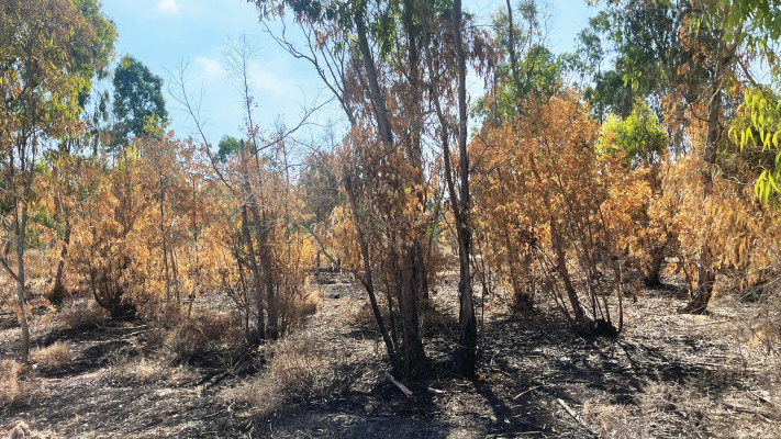 יער יד מרדכי בזמן המלחמה