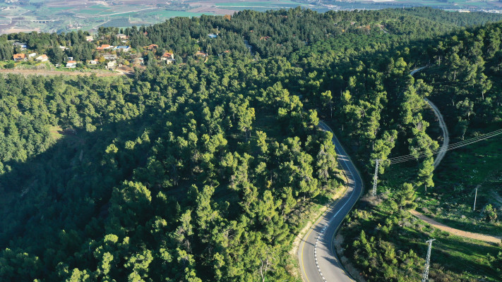 יער ביריה לפני המלחמה