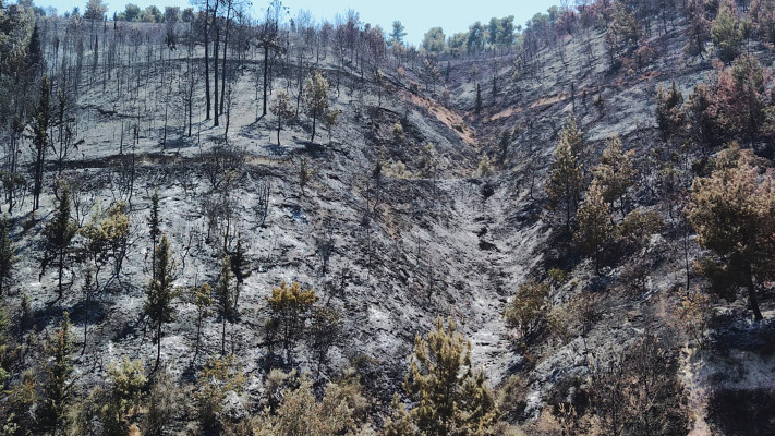 יער ביריה בזמן המלחמה