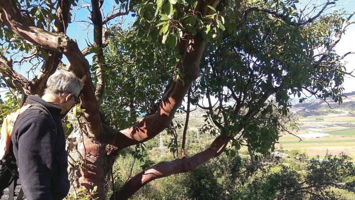 סיורים לטו בשבט בזכרון יעקב (צילום: ארכיון גדעונים)