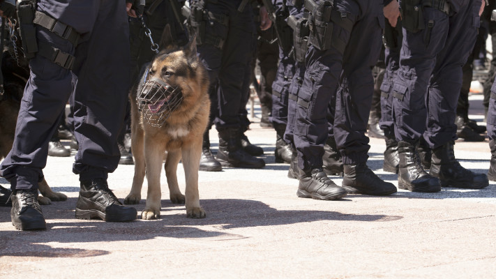 כוחות משטרה (צילום: אינגאימג')