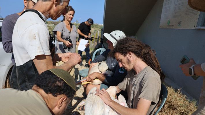 משדור שקנאים