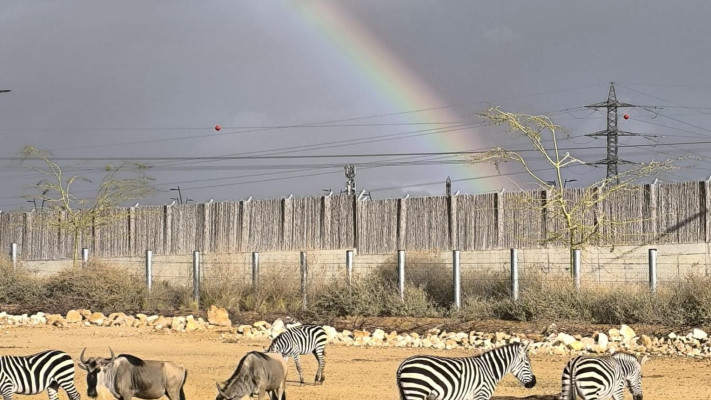 עדר הזברות במתחם הסוואנה 