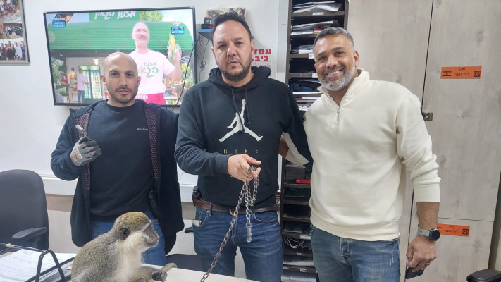 הקוף שאותר בנגב (צילום: דוברות המשטרה)
