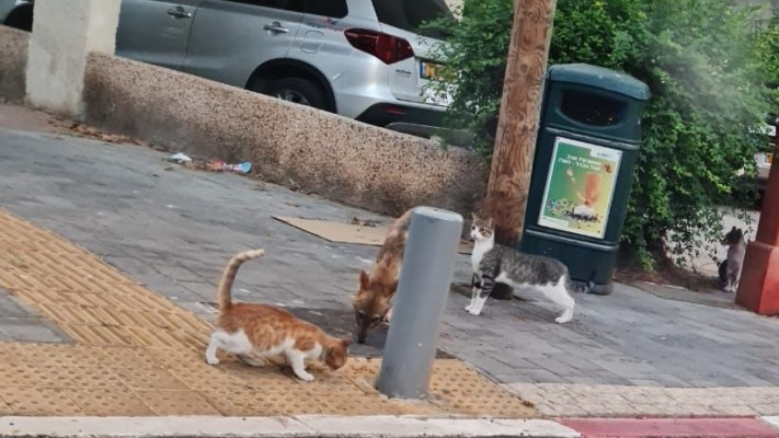 תן אוכל עם חתולי העיר (צילום: באדיבות עיריית תל אביב-יפו)