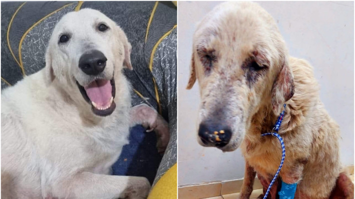 הכלבה שיילי - לפני ואחרי