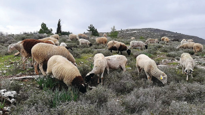 אירוע 22 סדנת רעיית צאן בחוות קשואלה (צילום: תיירות גוש עציון)