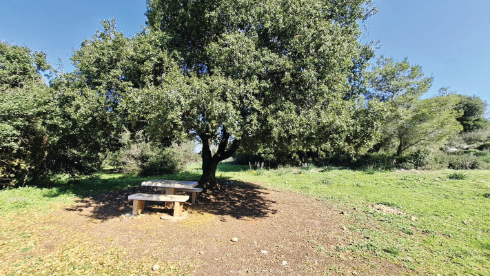 חניון רקית פארק הכרמל (צילום: ניר הרשקוביץ, רשות הטבע והגנים)