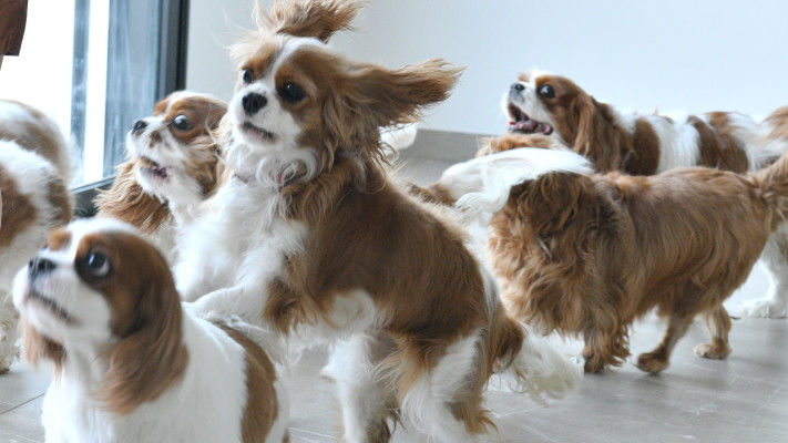 ריזורט לכלבים נויה אליאסי