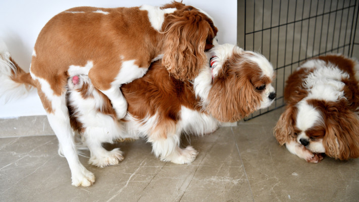 ריזורט לכלבים נויה אליאסי