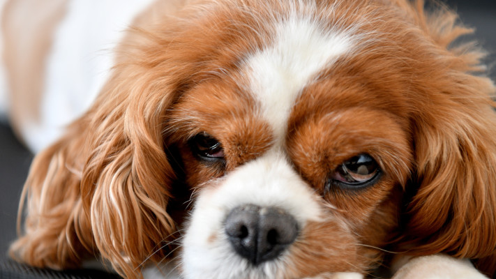 ריזורט לכלבים נויה אליאסי