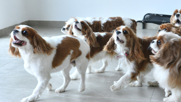 ריזורט לכלבים נויה אליאסי