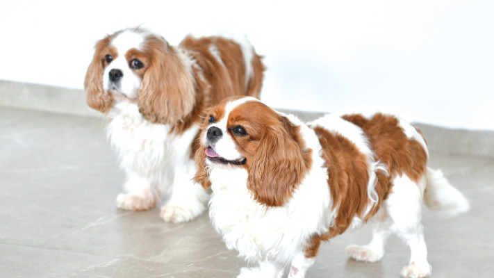 ריזורט לכלבים נויה אליאסי