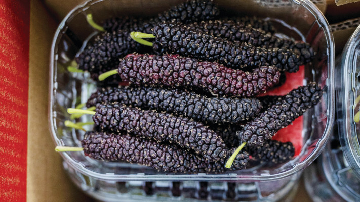 תות ההימלאיה במשק יצחקי בכפר הס (צילום: חן שחורי)