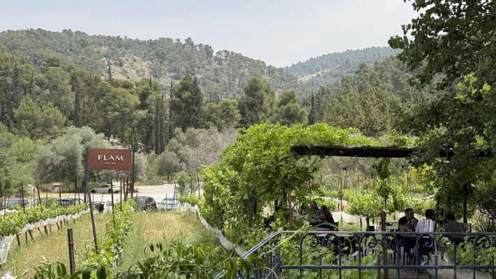 יקב פלם (צילום: מיטל שרעבי)