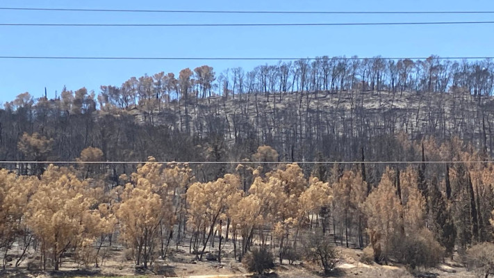 שאריות וזיכרון השריפות בהרי ירושלים אשתאול