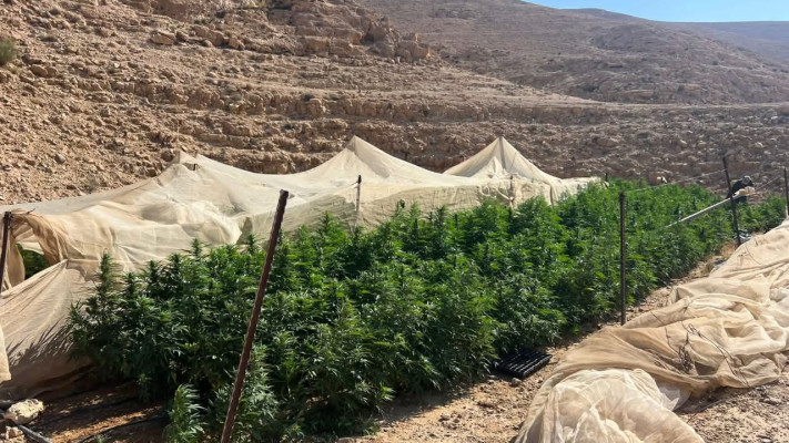 תעשייה של מיליארדי שקלים. חוות גידול סמים