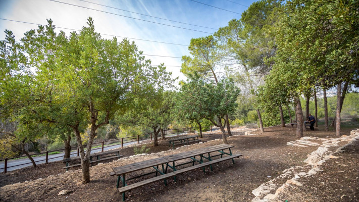 שביל הארז (צילום: קק״ל)