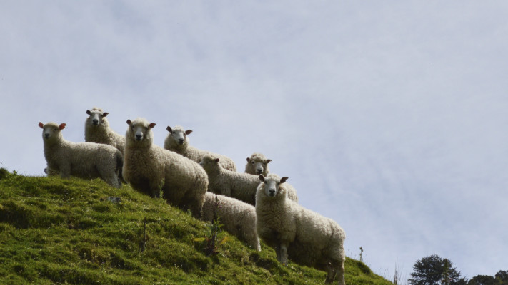 כבשים בניו זילנד
