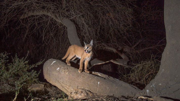 קרקל בישראל (צילום: יובל דקס, החברה להגנת הטבע)