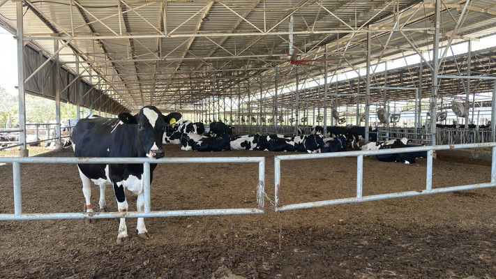 הפרות שבו לביתן בכיסופים (צילום: קיבוץ כיסופים)