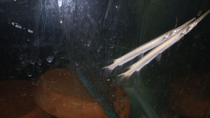 דגים ממין תנין שנתפסו בנתב''ג