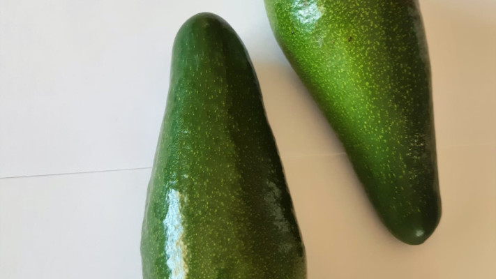 אבוקדו גליל (צילום: באדיבות מועצת הצמחים)