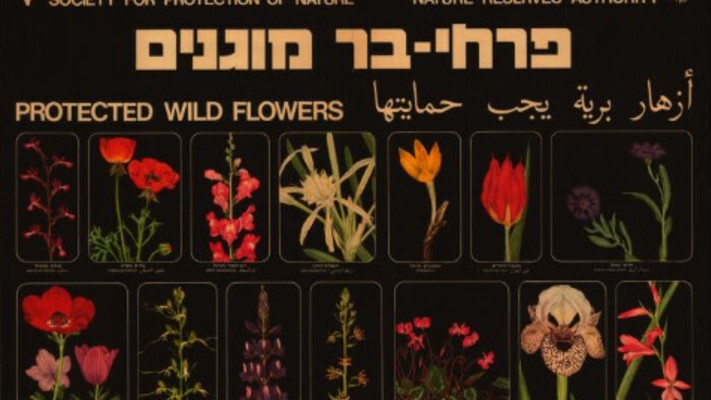 הספרייה הלאומית. כרזה פרחי בר מוגנים (צילום: יחצ)
