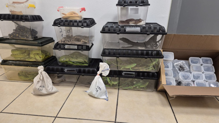 הברחת זוחלים  (צילום: רשות המיסים)