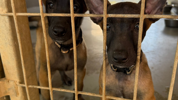  עמותת ''הרצליה ונתניה אוהבות חיות''