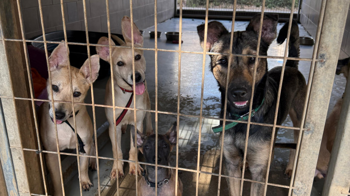  עמותת ''הרצליה ונתניה אוהבות חיות''