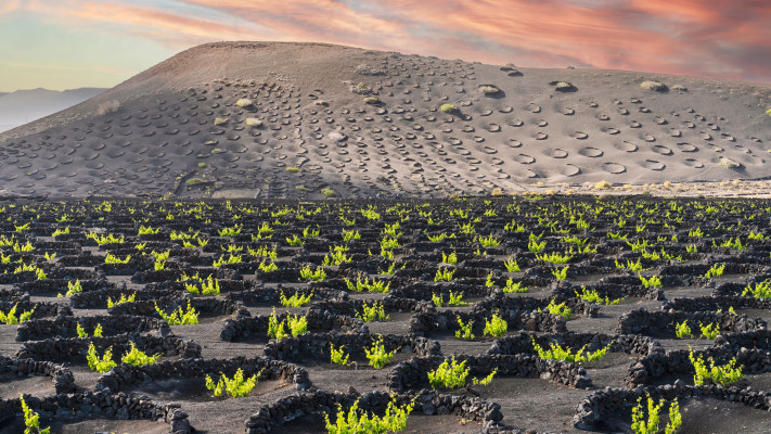 גפן על אדמה געשית שחורה בכרמים של לה גריה, לנזרוטה, האיים הקנריים (צילום: שאטרסטוק)