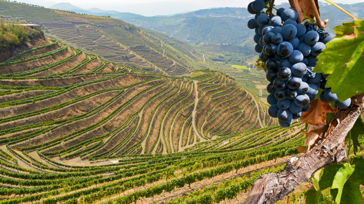 עמק הדורו, פורטוגל (צילום: שאטרסטוק)