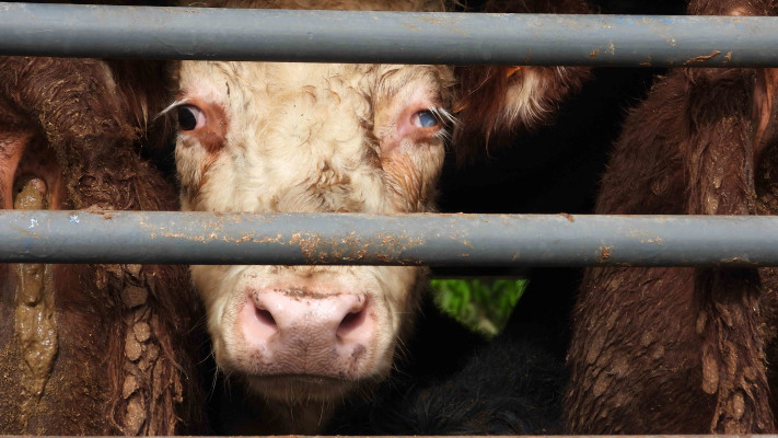 עגל במשלוחים חיים