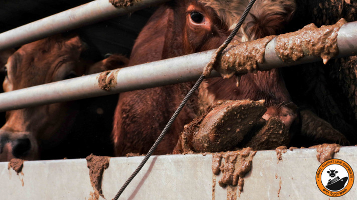 משלוחים חיים