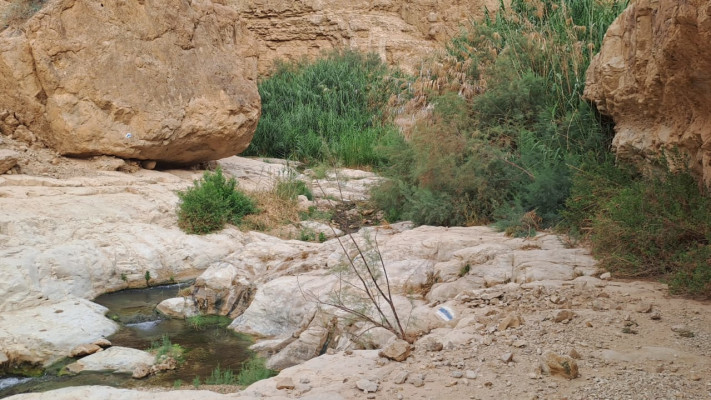 נחל ערוגות המשוקם