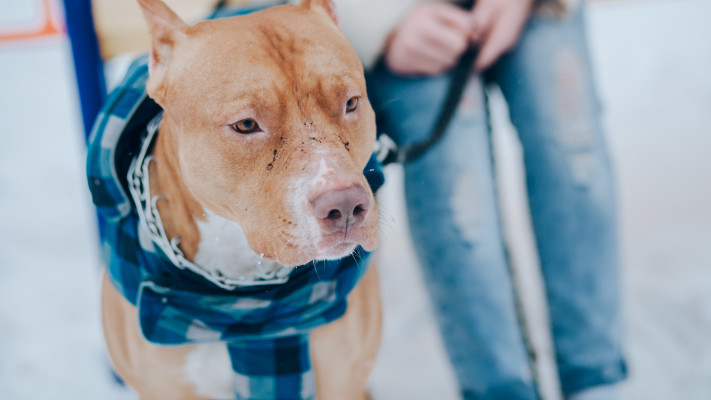 פיטבול, אילוסטרציה, תקפו זקן בן 81