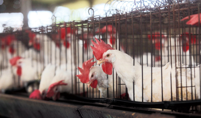 Except for the corona: is there a fear of an outbreak of bird flu?  |  Listen