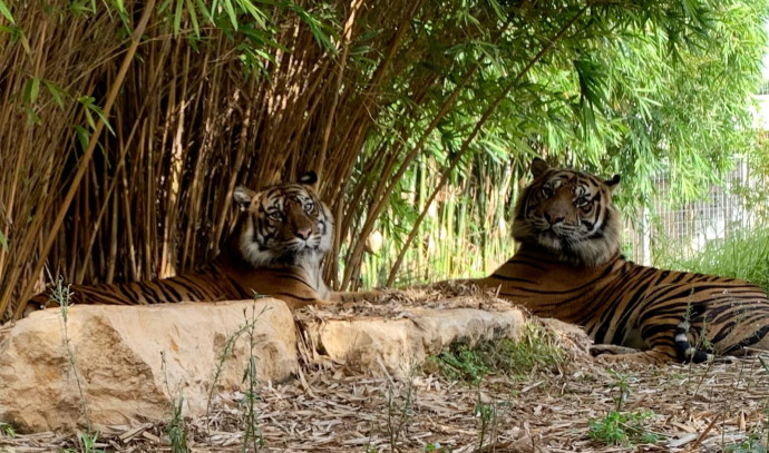 Safari: A pair of tigers who fell in love moved in together