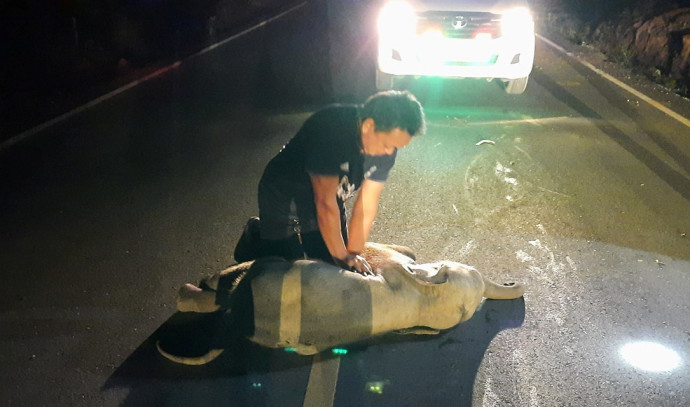 Amazing documentation: An elephant cub that was run over underwent resuscitation operations