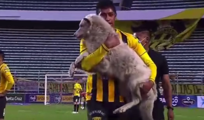 During a football game: A dog burst onto the field and was adopted by a famous player