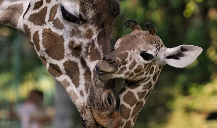 “Reached Heaven”: The oldest giraffe in Israel has passed away